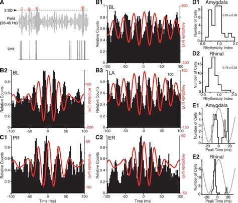 Gamma Oscillations Coordinate Amygdalo Rhinal Interactions During