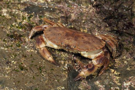 Edible Crab Cancer Pagurus Adult On Editorial Stock Photo Stock Image