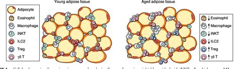 Figure 1 From Innate T Cells Govern Adipose Tissue Biology Semantic Scholar