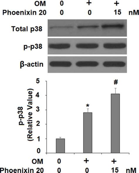 Phoenixin Activates P Cells Were Stimulated With Osteogenic