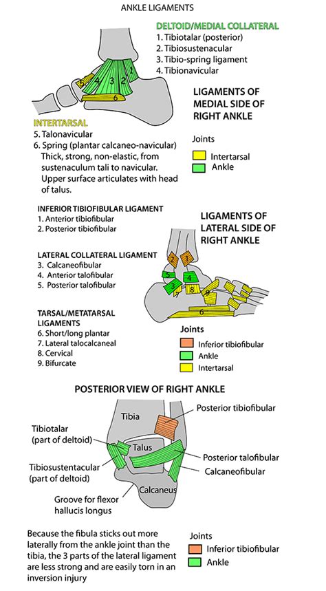 Anatomy Mnemonic Anatomical Charts And Posters