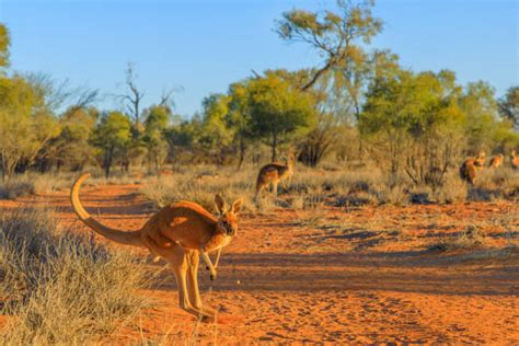 420 Red Kangaroo Desert Stock Photos Pictures And Royalty Free Images