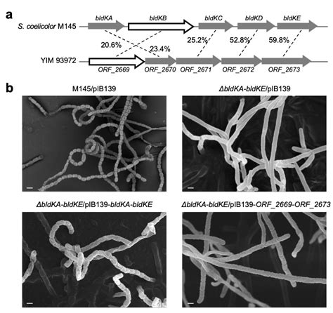 Nature Communications 生科院微生物所唐蜀昆职晓阳团队报道了一株具有复杂形态发育过程的嗜盐古菌 云南大学生命科学学院