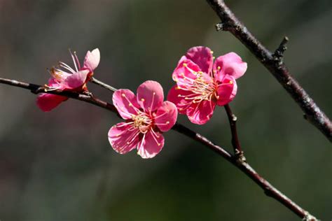 double flowering plum stock  pictures royalty  images