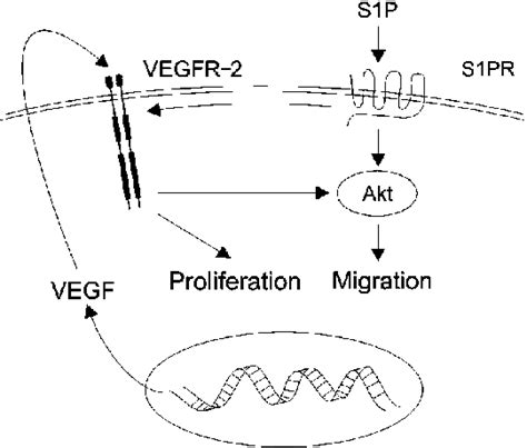 Schematic of the crosstalk between S1P receptors and VEGFR-2 in thyroid ...
