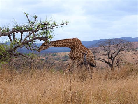 Giraffe Tier Afrika Kostenloses Foto Auf Pixabay