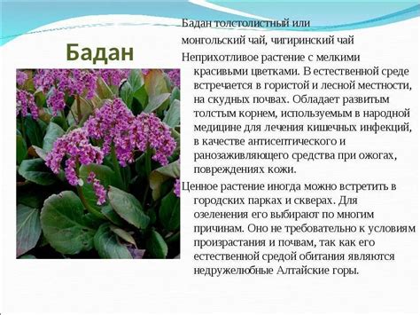 Бадан польза фото описание – Telegraph