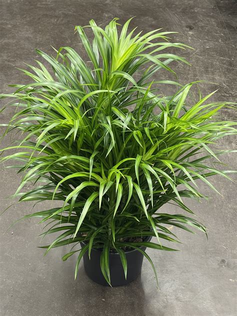 Драцена Рефлекса Анита Вариегата