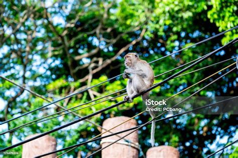 Monkey Sitting On The Wires Safe Stock Photo Download Image Now Ape