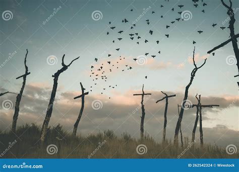 bird cementery   sunset sad enviorment stock photo image  death