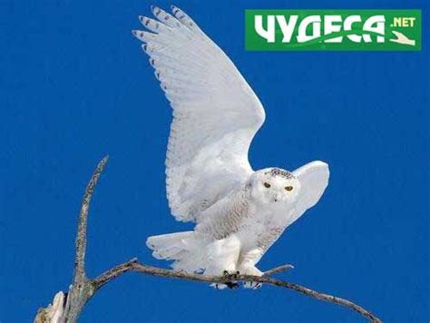 Интересни факти за совата