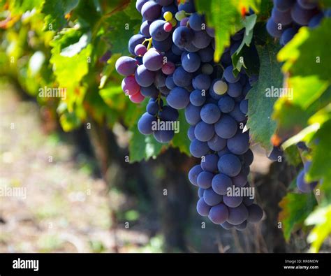 cluster  grapes close  french vineyard stock photo alamy