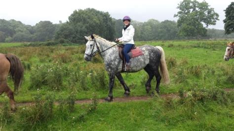 Killarney Riding Stables Ireland Top Tips Before You Go With Photos