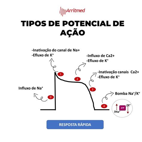 Potencial De Ação Cardiaco - Explicacao Do Diagrama De Potencial De Acao