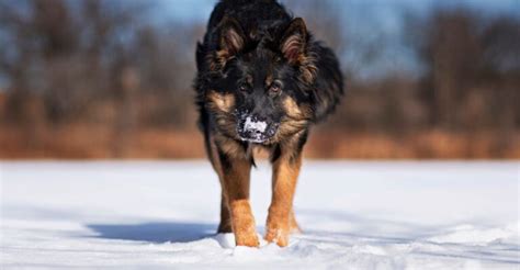 10 Stunning Dog Breeds That Look Just Like German Shepherd