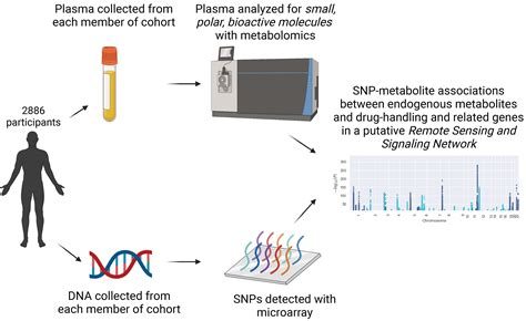 Metabolites Free Full Text Regulation Of Human Endogenous