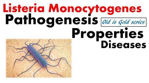 Listeria Monocytogenes Microbiology Pathogenesis Motility Disease Youtube