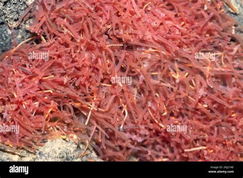 Aquatic Tubifex Worms In Stream Sussex Uk Stock Photo Alamy