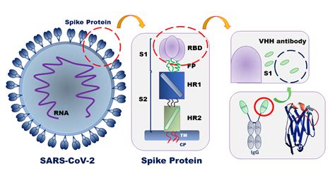 Stability evaluation of anti-Coronavirus VHH antibody using circular ...