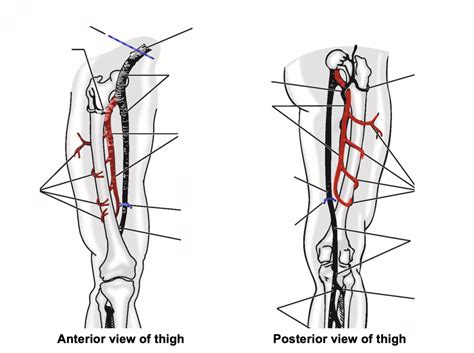Femoral Nerve Diagram Quizlet