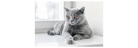 DIY Natural Pain Relievers for Cats: Homeopathic Remedies Guide ...