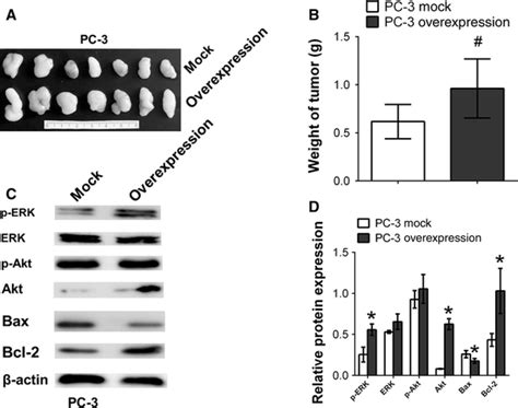 Overexpression Of CXCL3 Promotes Growth Of PC 3 In A Nude Mouse