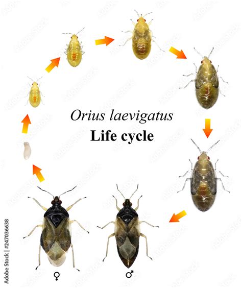 Minute pirate bug, Orius laevigatus (Hemiptera: Anthocoridae). Life ...