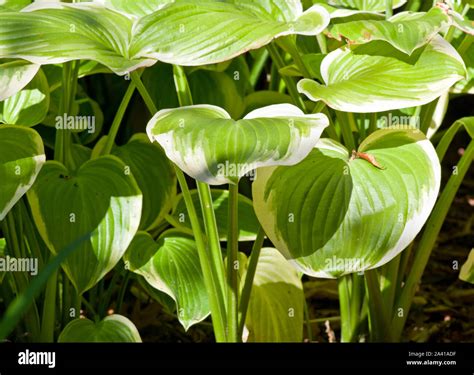 Fragrant hi-res stock photography and images - Alamy
