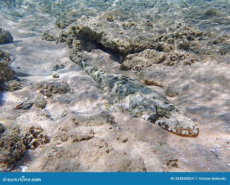 Tentacled Flathead Crocodile Fish Papilloculiceps Longiceps Stock