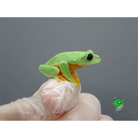 Black Red Eyed Tree Frog