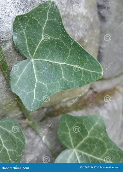 Detalle De Hojas De Hiedra Verde En Una Pared De Piedra Imagen De