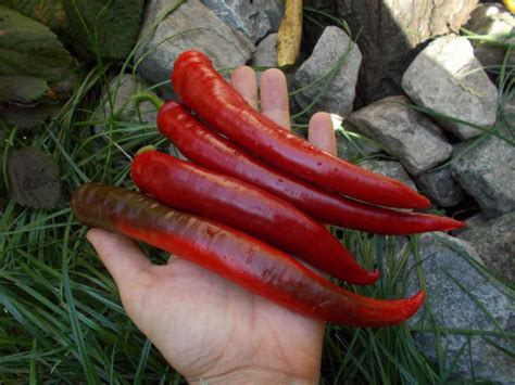 Перец «Бараний рог»: характеристика и описание, отзывы, фото ...