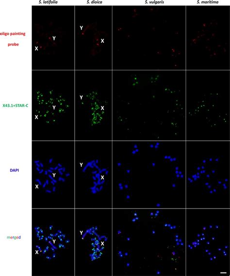 The Formation Of Sex Chromosomes In Silene Latifolia And S Dioica Was