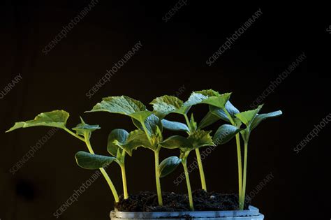 seedlings stock image  science photo library