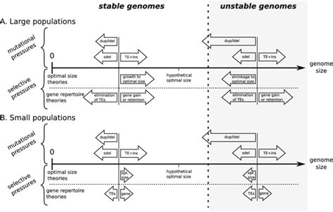 Sketch of mutational pressures and selective pressures according to the ...