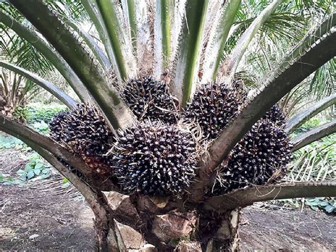 menanam sawit  perawatannya orlando  decker