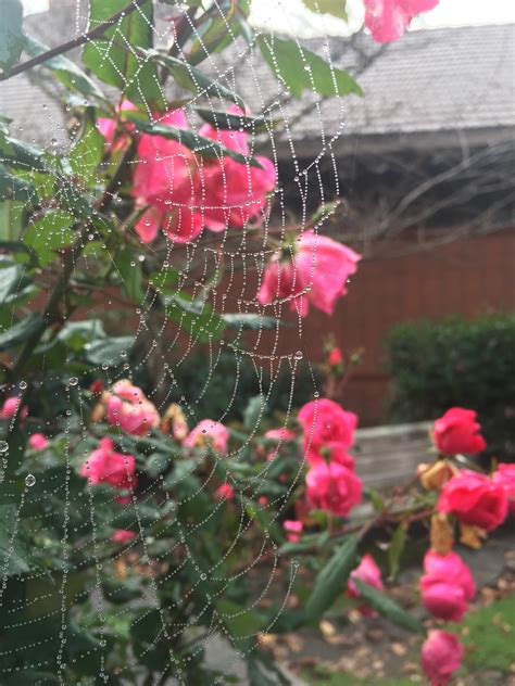 580 Best Spiderwebs Images On Pholder Mildlyinteresting Interestingasfuck And Macro Porn