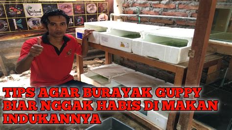 Supaya Burayak Guppy Tidak Di Makan Indukan Ikuti Tips Berikut Youtube