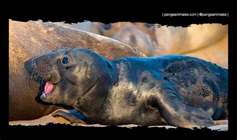 Foca Caracter Sticas Qu Comen H Bitat Y Tipos Pangea