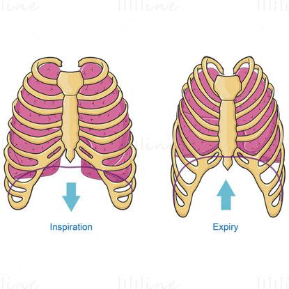 Pneumothorax Vector