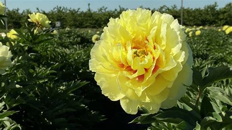 Пион Бартзелла Фото И Описание Отзывы Цена – Telegraph