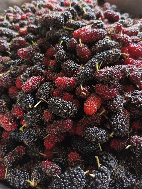 Berry Good Isabela Grower Cultivates Mulberries And Turns Them Into