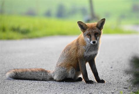 Junger Fuchs Foto & Bild | tiere, wildlife, wildlife luder-futterplätze ...