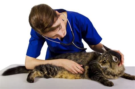 Cat Nausea: Causes, Symptoms, & Treatment - Cats.com