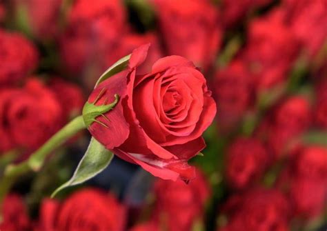 red calypso herburg roses