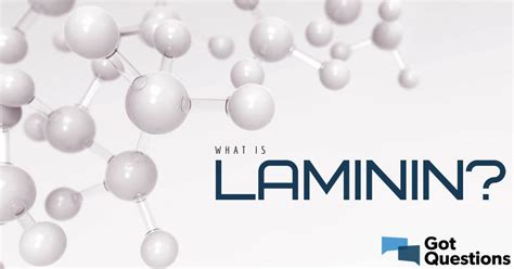Laminin Dna