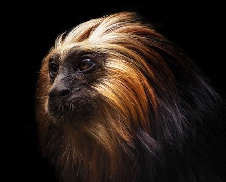 Tamarin Monkey Appearance, Types & Facts | Study.com