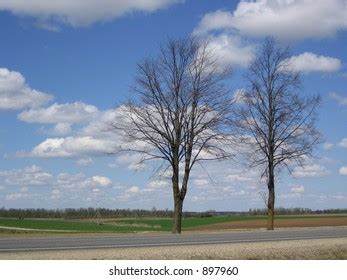 Naked Trees Stock Photo Shutterstock