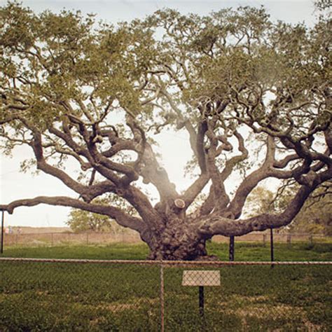 Goose Island State Park Big Tree