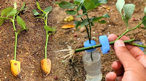 Try How To Grow Roses In Bananas Juice Rose Cuttings Youtube